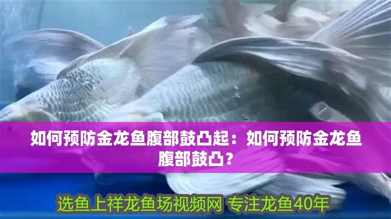 如何預防金龍魚腹部鼓凸起：如何預防金龍魚腹部鼓凸？