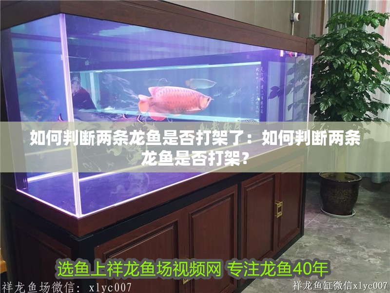 如何判斷兩條龍魚是否打架了：如何判斷兩條龍魚是否打架？
