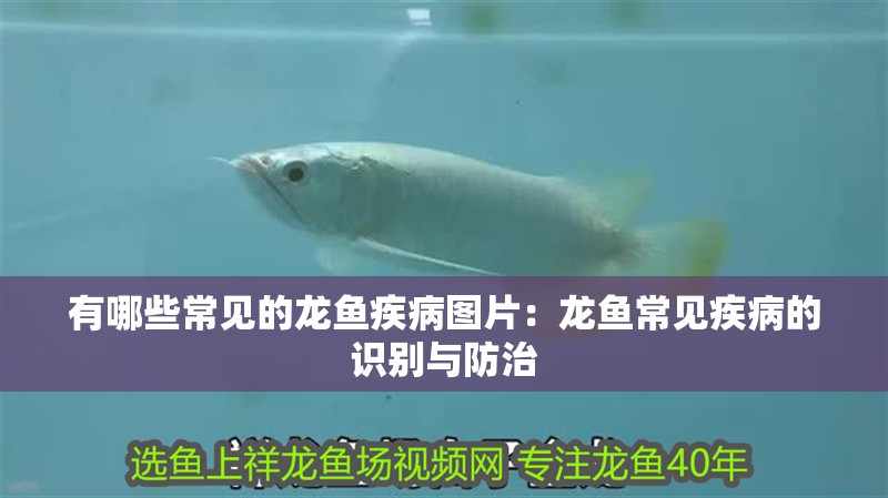 有哪些常見(jiàn)的龍魚疾病圖片：龍魚常見(jiàn)疾病的識(shí)別與防治