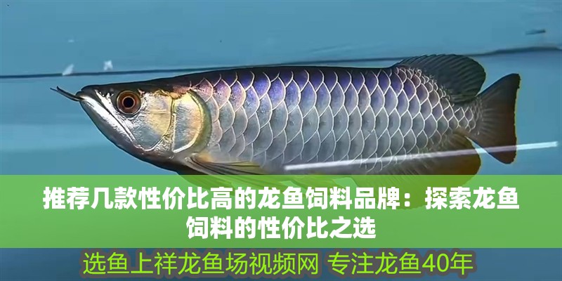 推薦幾款性價(jià)比高的龍魚飼料品牌：探索龍魚飼料的性價(jià)比之選