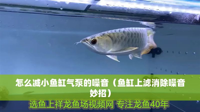 怎么減小魚(yú)缸氣泵的噪音(魚(yú)缸上濾消除噪音妙招) 龍魚(yú)百科 第1張 怎么減小魚(yú)缸氣泵的噪音(魚(yú)缸上濾消除噪音妙招) 怎么減小魚(yú)缸氣泵的噪音(魚(yú)缸上濾消除噪音妙招) 龍魚(yú)百科 第1張