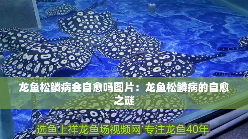 龍魚(yú)松鱗病會(huì)自愈嗎圖片：龍魚(yú)松鱗病的自愈之謎