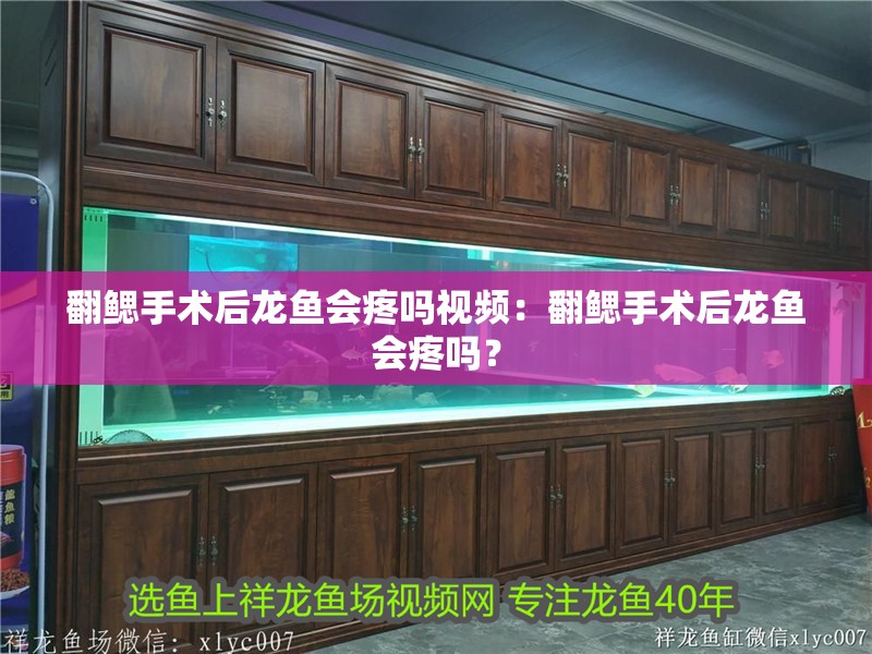 翻鰓手術后龍魚會疼嗎視頻：翻鰓手術后龍魚會疼嗎？