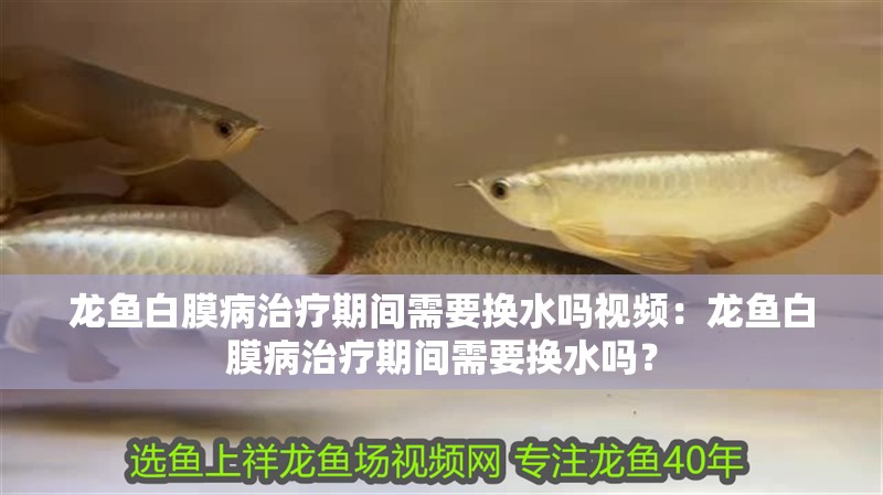 龍魚白膜病治療期間需要換水嗎視頻：龍魚白膜病治療期間需要換水嗎？
