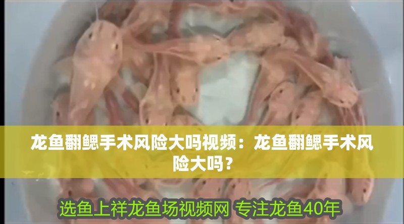龍魚翻鰓手術風險大嗎視頻：龍魚翻鰓手術風險大嗎？