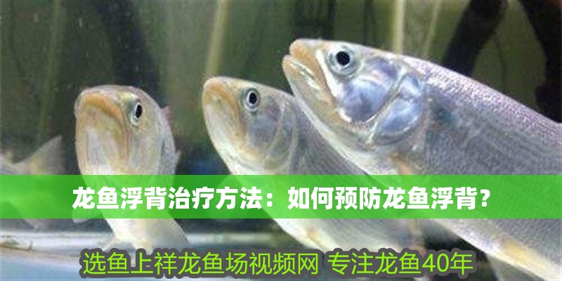 龍魚(yú)浮背治療方法：如何預(yù)防龍魚(yú)浮背？