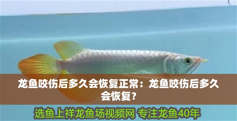 龍魚咬傷后多久會恢復正常：龍魚咬傷后多久會恢復？