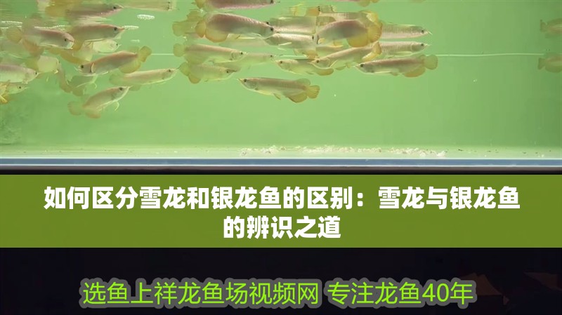 如何區分雪龍和銀龍魚的區別：雪龍與銀龍魚的辨識之道