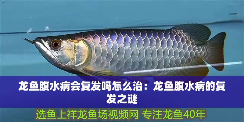 龍魚腹水病會復發嗎怎么治：龍魚腹水病的復發之謎