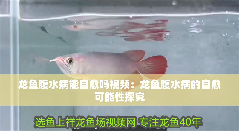 龍魚(yú)腹水病能自愈嗎視頻：龍魚(yú)腹水病的自愈可能性探究