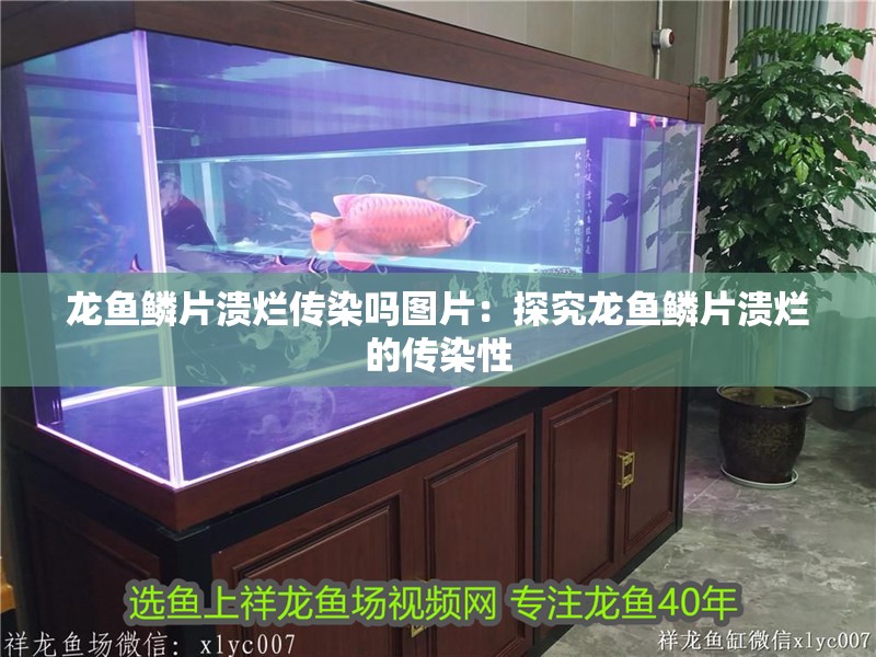 龍魚鱗片潰爛傳染嗎圖片：探究龍魚鱗片潰爛的傳染性