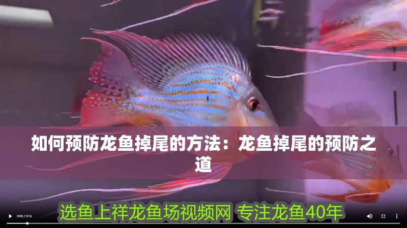 如何預(yù)防龍魚(yú)掉尾的方法：龍魚(yú)掉尾的預(yù)防之道