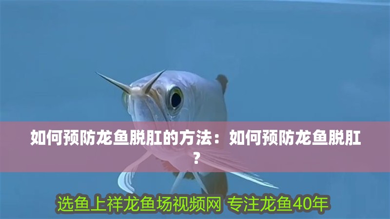 如何預(yù)防龍魚(yú)脫肛的方法：如何預(yù)防龍魚(yú)脫肛？
