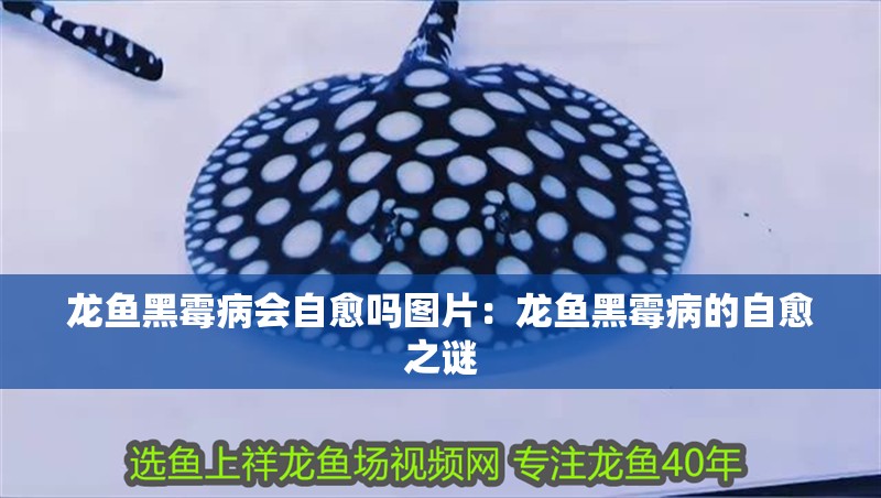 龍魚黑霉病會自愈嗎圖片：龍魚黑霉病的自愈之謎