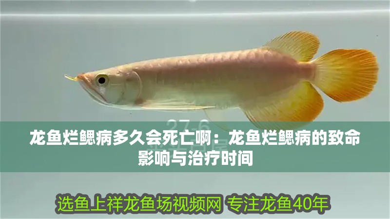 龍魚爛鰓病多久會死亡啊：龍魚爛鰓病的致命影響與治療時間