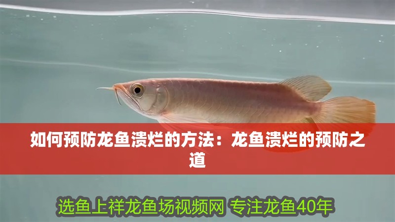 如何預防龍魚潰爛的方法：龍魚潰爛的預防之道