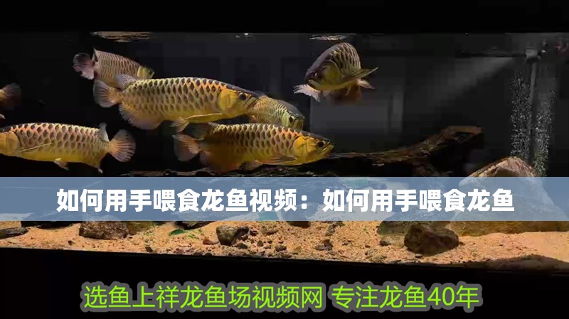 如何用手喂食龍魚視頻：如何用手喂食龍魚