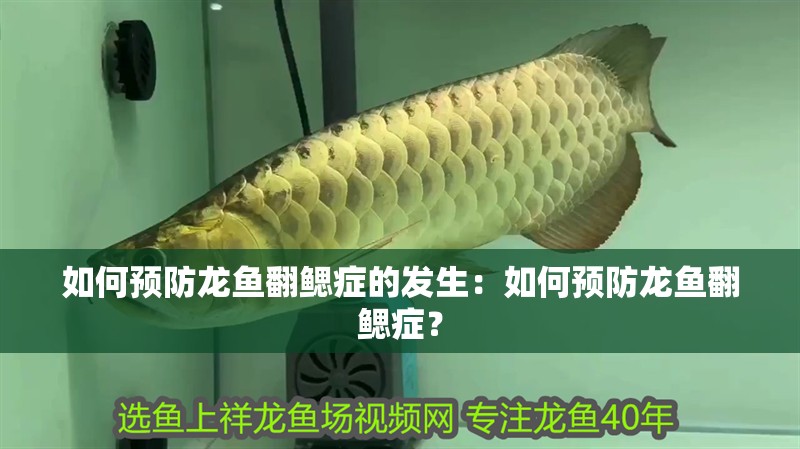如何預(yù)防龍魚翻鰓癥的發(fā)生：如何預(yù)防龍魚翻鰓癥？