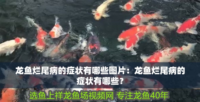 龍魚(yú)爛尾病的癥狀有哪些圖片：龍魚(yú)爛尾病的癥狀有哪些？
