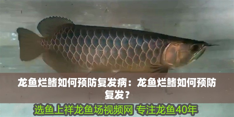 龍魚爛鰭如何預防復發病：龍魚爛鰭如何預防復發？