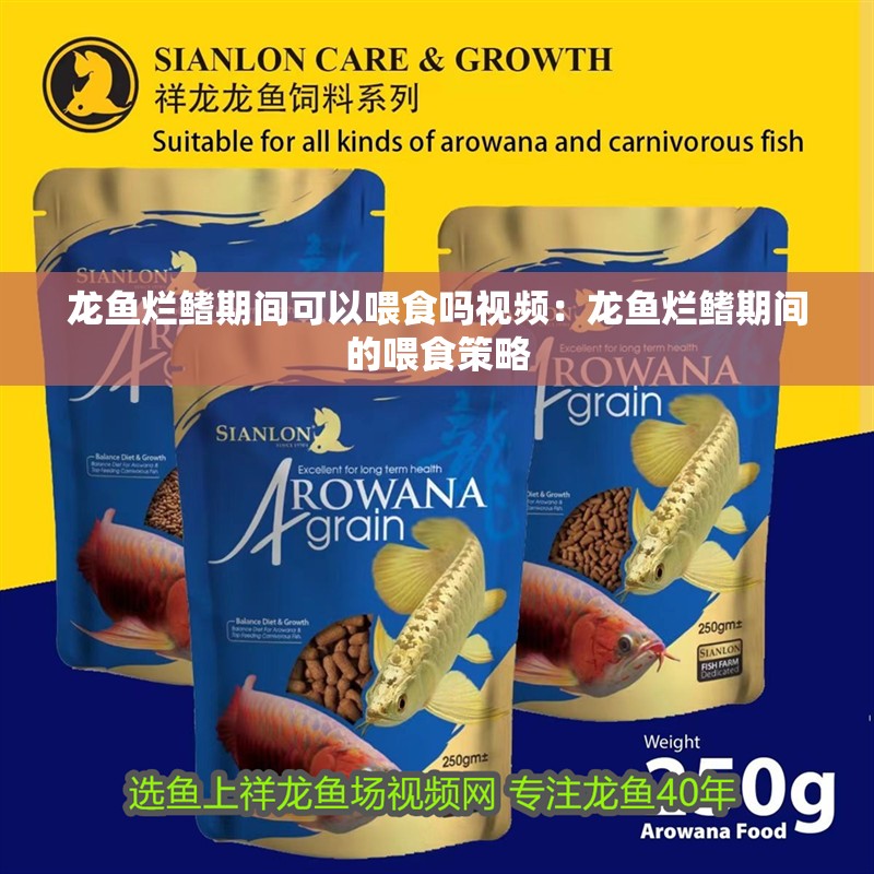龍魚爛鰭期間可以喂食嗎視頻：龍魚爛鰭期間的喂食策略