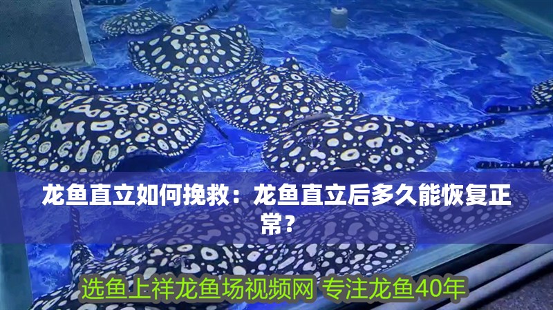 龍魚直立如何挽救：龍魚直立后多久能恢復正常？ 龍魚直立如何挽救：龍魚直立后多久能恢復正常？ 水族問答