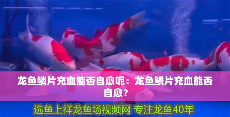 龍魚鱗片充血能否自愈呢：龍魚鱗片充血能否自愈？