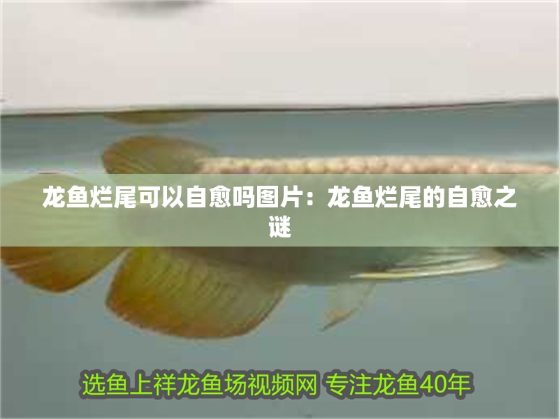 龍魚爛尾可以自愈嗎圖片：龍魚爛尾的自愈之謎