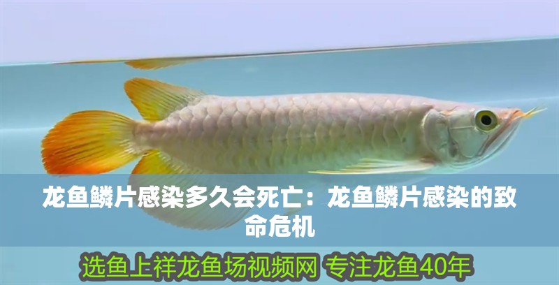 龍魚鱗片感染多久會死亡：龍魚鱗片感染的致命危機
