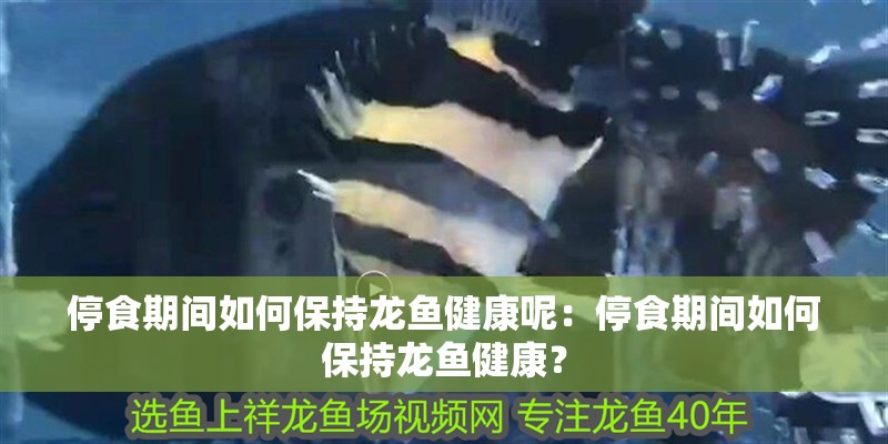 停食期間如何保持龍魚健康呢：停食期間如何保持龍魚健康？