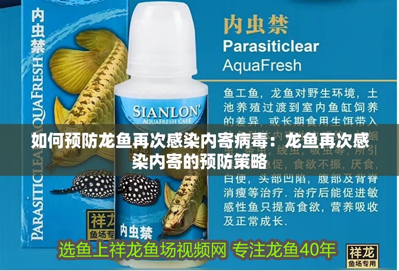 如何預防龍魚再次感染內寄病毒：龍魚再次感染內寄的預防策略