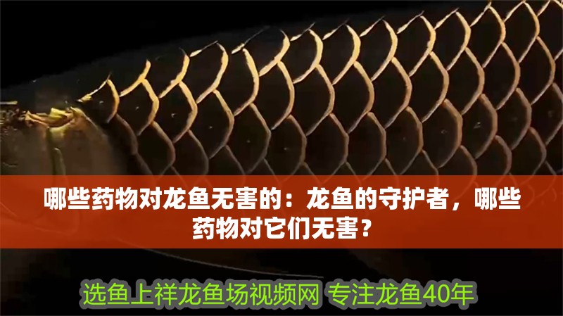 哪些藥物對龍魚無害的：龍魚的守護(hù)者，哪些藥物對它們無害？