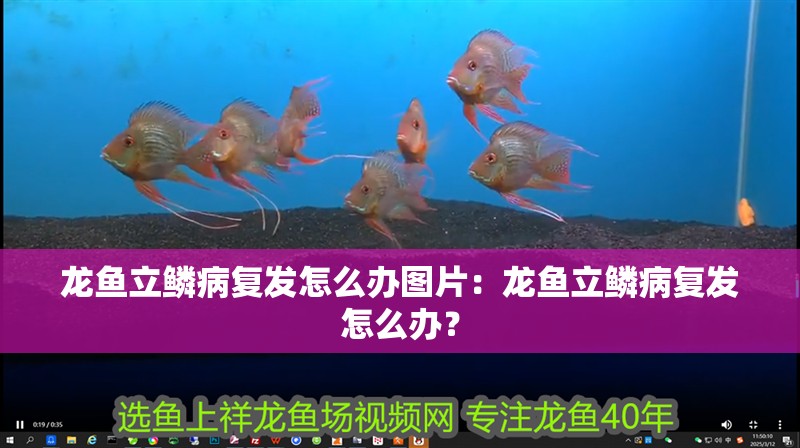 龍魚立鱗病復發怎么辦圖片：龍魚立鱗病復發怎么辦？