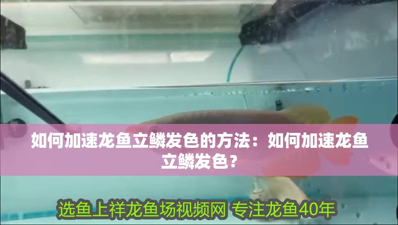 如何加速龍魚立鱗發色的方法：如何加速龍魚立鱗發色？