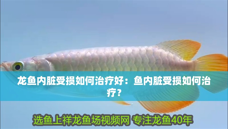 龍魚(yú)內(nèi)臟受損如何治療好：魚(yú)內(nèi)臟受損如何治療？