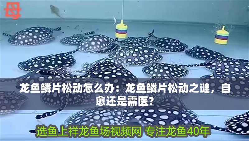 龍魚鱗片松動怎么辦：龍魚鱗片松動之謎，自愈還是需醫？