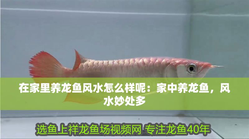 在家里養龍魚風水怎么樣呢：家中養龍魚，風水妙處多