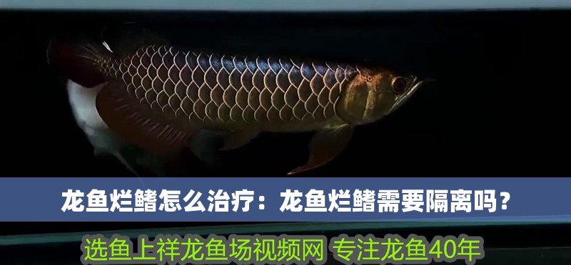 龍魚爛鰭怎么治療：龍魚爛鰭需要隔離嗎？