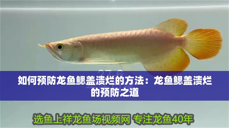 如何預防龍魚鰓蓋潰爛的方法：龍魚鰓蓋潰爛的預防之道