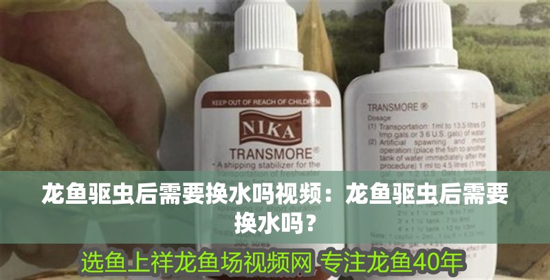 龍魚驅蟲后需要換水嗎視頻：龍魚驅蟲后需要換水嗎？