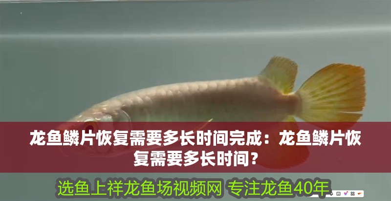 龍魚鱗片恢復需要多長時間完成：龍魚鱗片恢復需要多長時間？