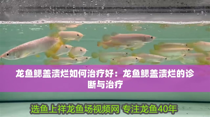 龍魚鰓蓋潰爛如何治療好：龍魚鰓蓋潰爛的診斷與治療