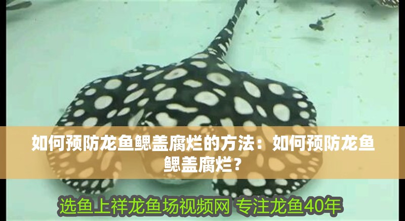 如何預防龍魚鰓蓋腐爛的方法：如何預防龍魚鰓蓋腐爛？