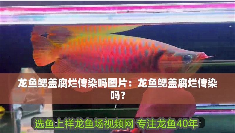 龍魚鰓蓋腐爛傳染嗎圖片：龍魚鰓蓋腐爛傳染嗎？
