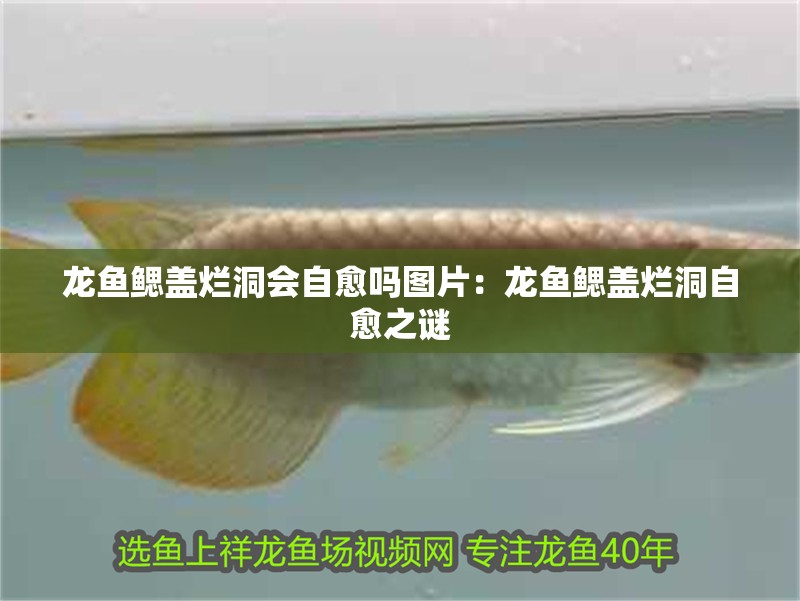 龍魚鰓蓋爛洞會自愈嗎圖片：龍魚鰓蓋爛洞自愈之謎