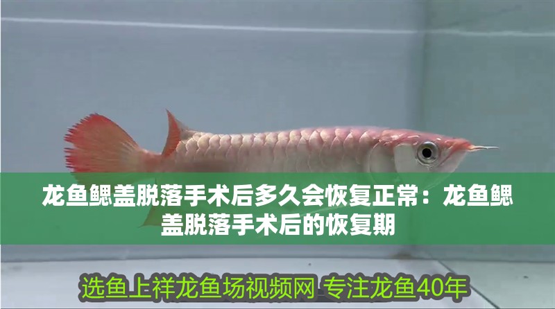龍魚鰓蓋脫落手術后多久會恢復正常：龍魚鰓蓋脫落手術后的恢復期 龍魚鰓蓋脫落手術后多久會恢復正常：龍魚鰓蓋脫落手術后的恢復期 水族問答