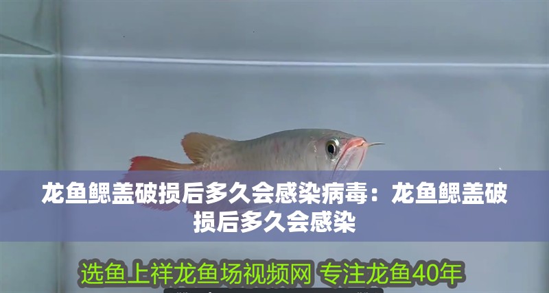 龍魚鰓蓋破損后多久會感染病毒：龍魚鰓蓋破損后多久會感染