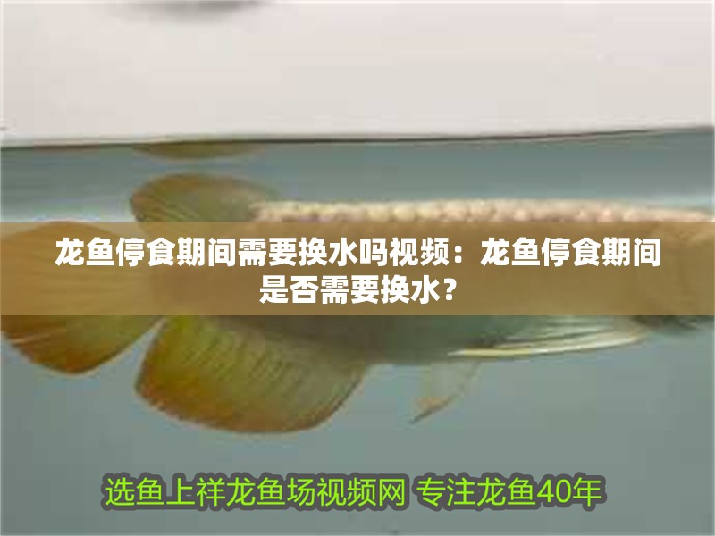 龍魚停食期間需要換水嗎視頻：龍魚停食期間是否需要換水？