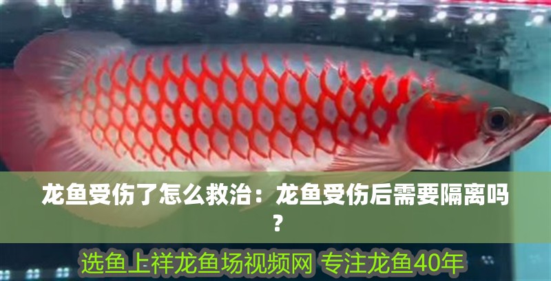 龍魚受傷了怎么救治：龍魚受傷后需要隔離嗎？