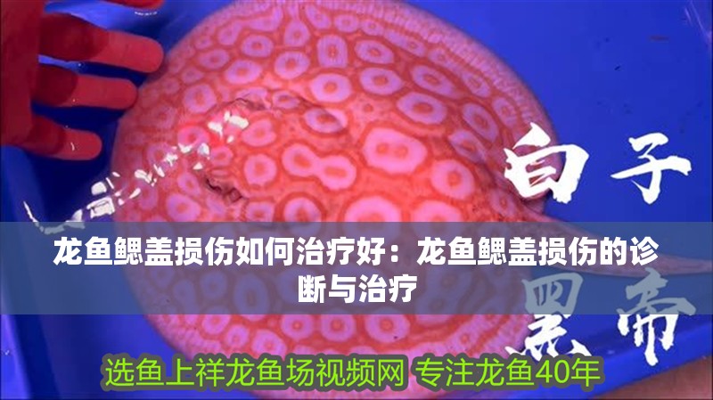 龍魚鰓蓋損傷如何治療好：龍魚鰓蓋損傷的診斷與治療